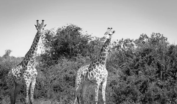 Giraffe in Africa Bianco e Nero — Foto Stock