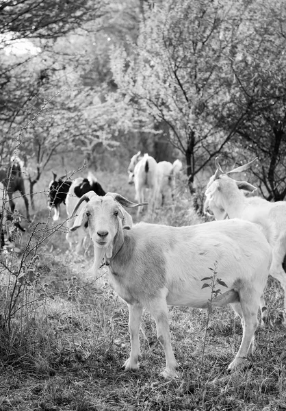 Goats Black And White — Stock Photo, Image