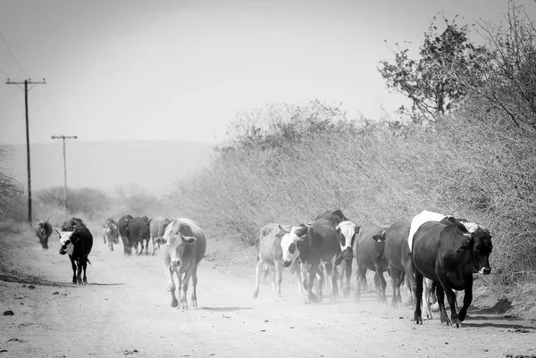 Manada de Ganado Blanco y Negro — Foto de Stock