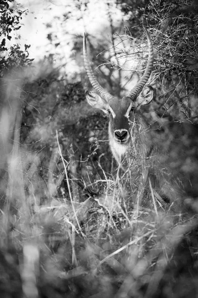 Grande Kudu África preto e branco — Fotografia de Stock