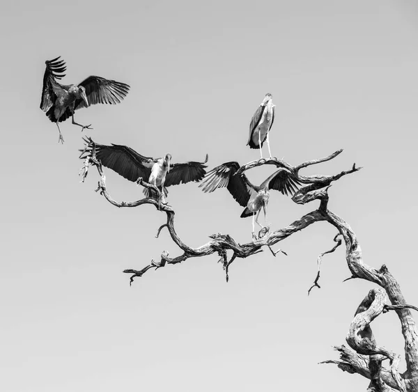 Marabou bocian czarny i biały — Zdjęcie stockowe