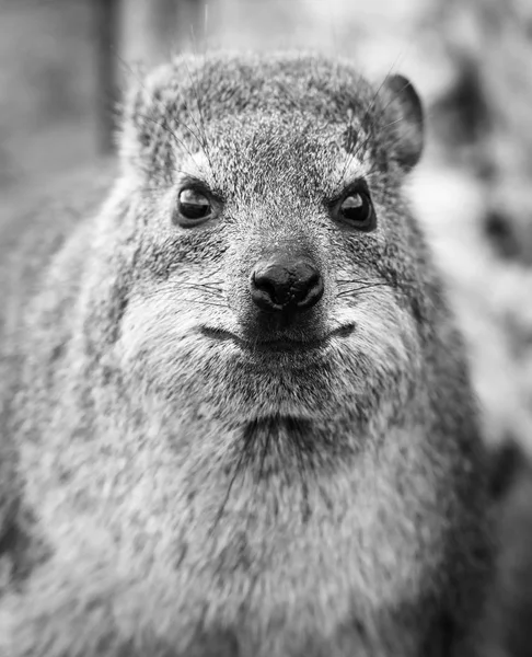 Rock Badger Zuid-Afrika zwart-wit — Stockfoto