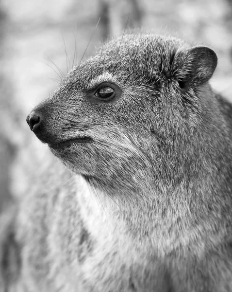 Rock Badger Black And White — Stock Photo, Image