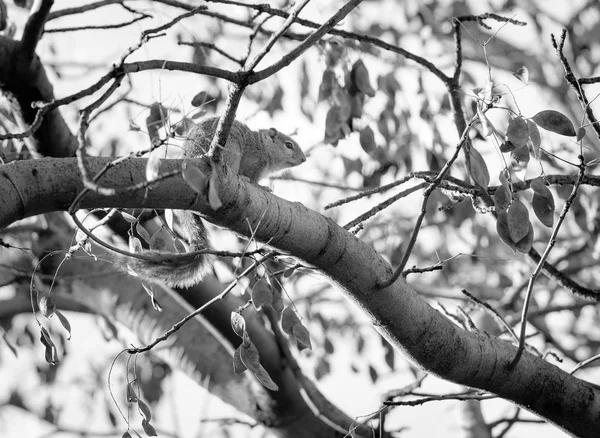 Árbol ardilla blanco y negro —  Fotos de Stock