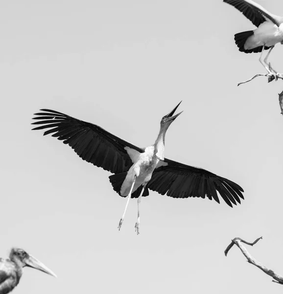 Bestatter Vogel schwarz-weiß — Stockfoto