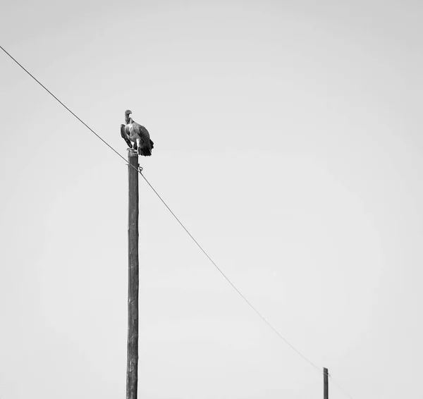 Geier hockt auf Stange schwarz und weiß — Stockfoto