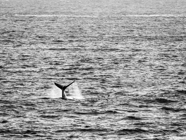 Whale Tail in Ocean Black And White