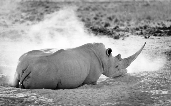 Белый носорог чёрный и белый — стоковое фото