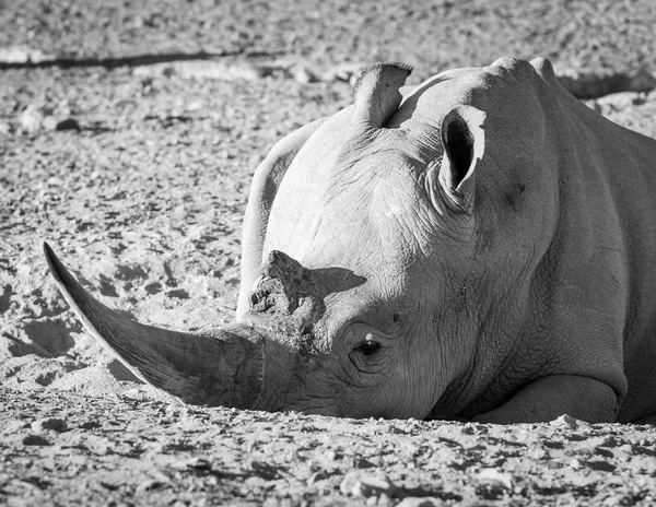 Rhino blanc Afrique noir et blanc — Photo