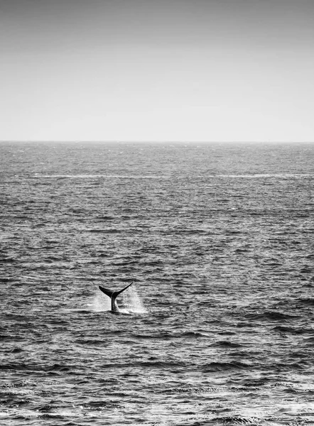 Whale staart op Horizon zwart-wit — Stockfoto