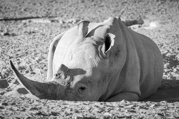 Bílý nosorožec Afrika černá a bílá — Stock fotografie
