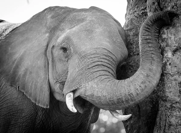 Giovane elefante polpaccio giocare con tronco bianco e nero — Foto Stock