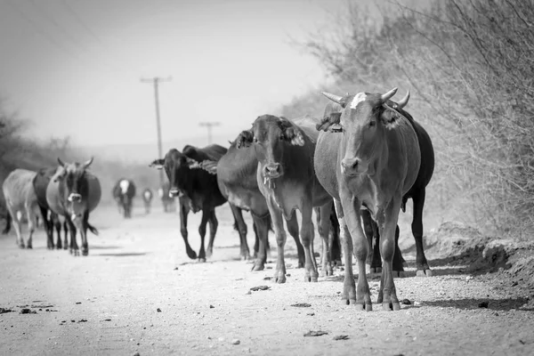 Herd of Cattle Black And White — Stock Image Herd of Cattle Black And White Stock Photo