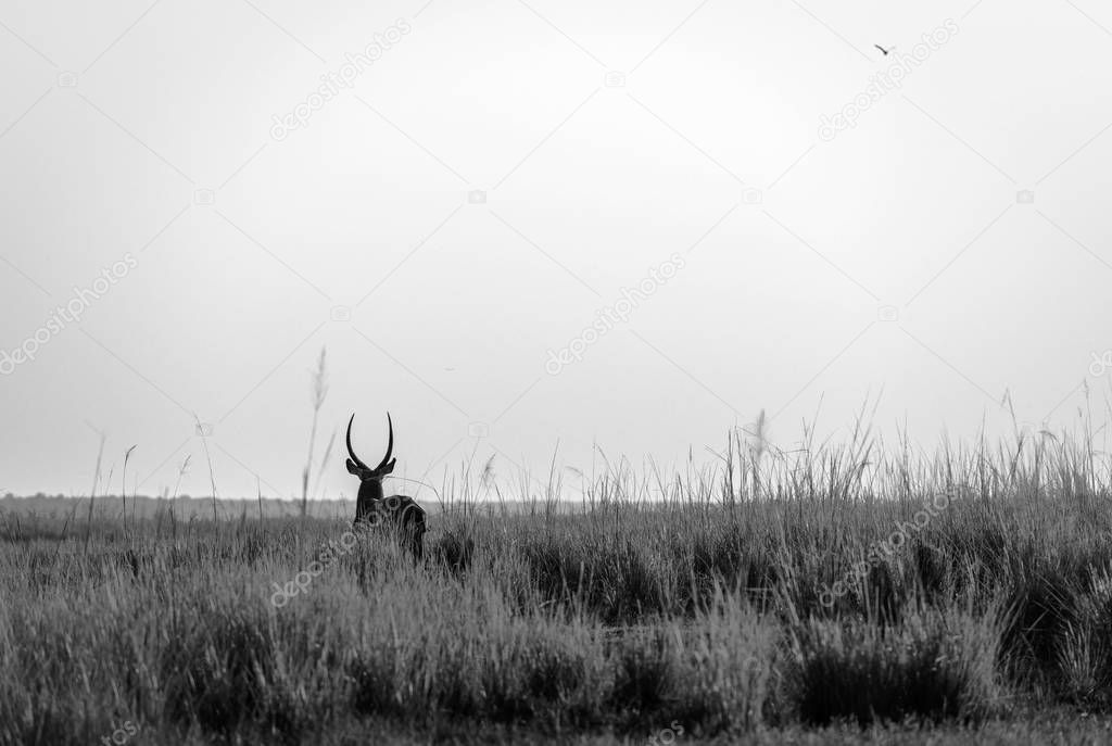 Impala Sunset Silhouette Black And White