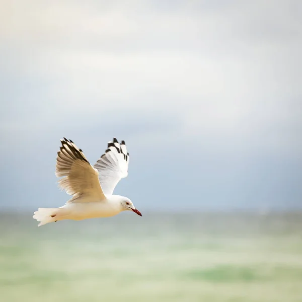 Ave volando sobre el océano — Foto de Stock