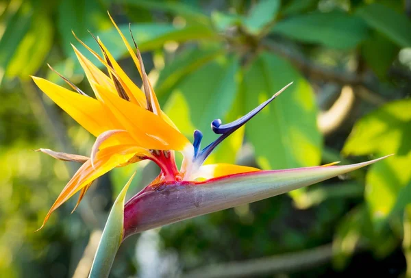 Pássaro do paraíso flor — Fotografia de Stock