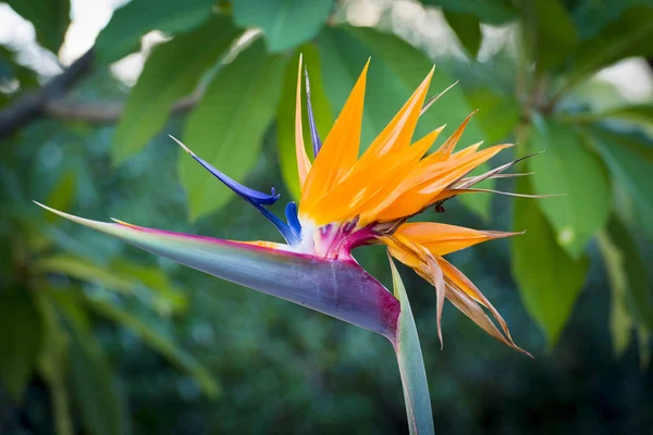 Planta flor grúa —  Fotos de Stock