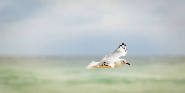 Gaivota em voo — Fotografia de Stock