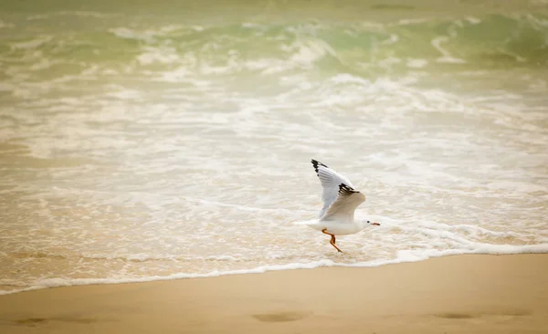 Чайка, граючи на пляжі — стокове фото