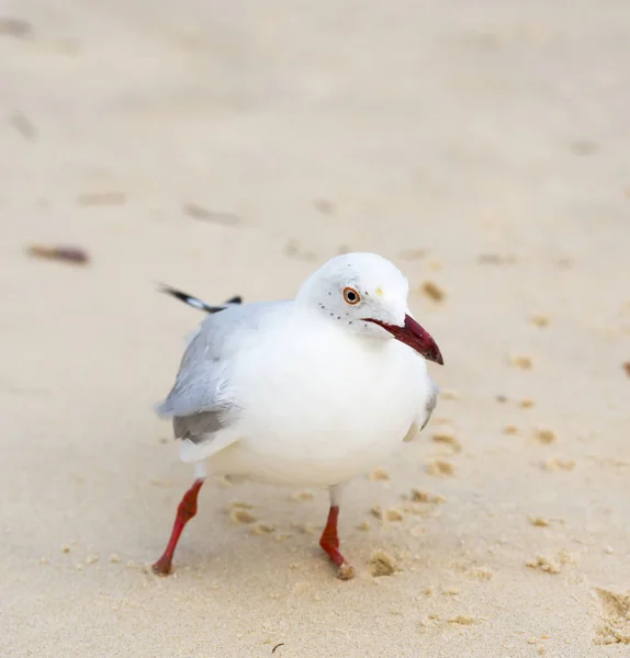 Gaivotas na praia — Fotografia de Stock