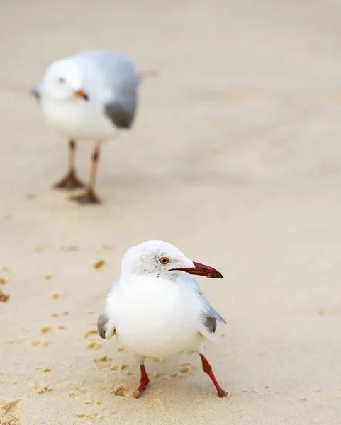 Gaivotas na praia — Fotografia de Stock