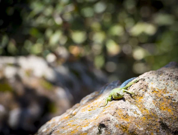 Esmeralda Swift Lagarto tomando el sol — Foto de Stock