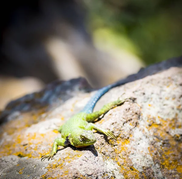 Smaragdeidechse — Stockfoto