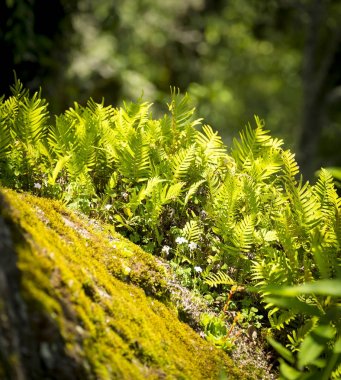 Yeşil eğrelti otları ve Moss