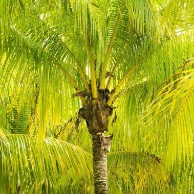 palmiye ağacı detay