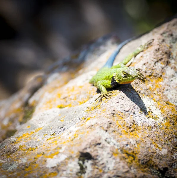 Lagarto espinoso de malaquita — Foto de Stock