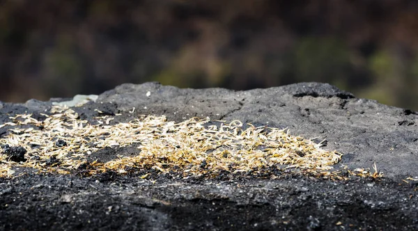 Sacrifício Maia em Pedras — Fotografia de Stock