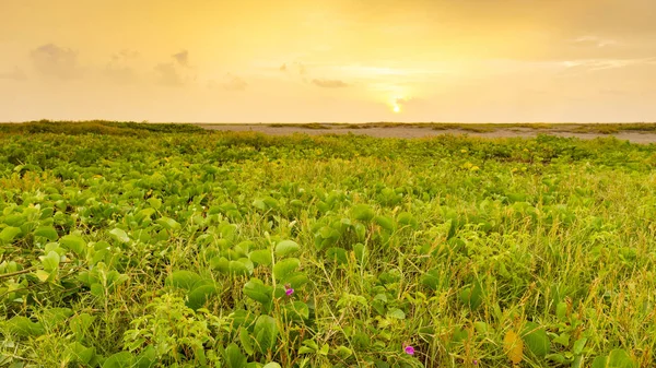 Playa Linda Landscape Meksika