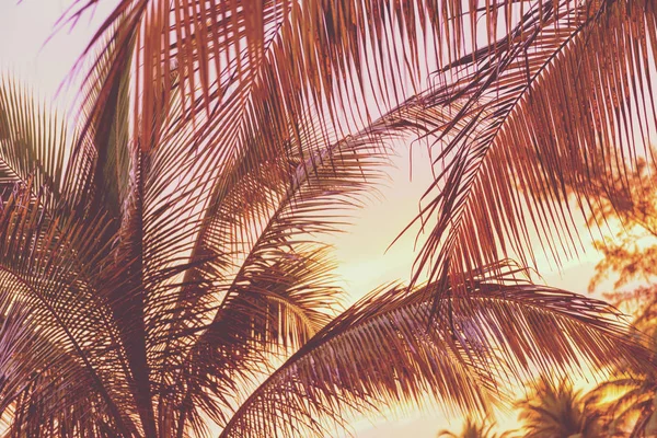 Puesta de sol retro en palmeras — Foto de Stock