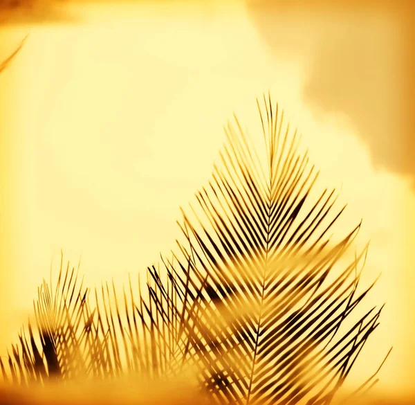 Sunset Palm Fronds — Stock Photo, Image