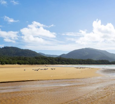 Martılar avcılar Cove