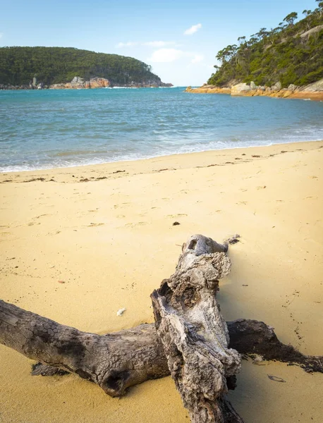 Naplavené dříví na útočiště Cove — Stock fotografie