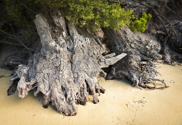 Old Driftwood — Stock Photo, Image