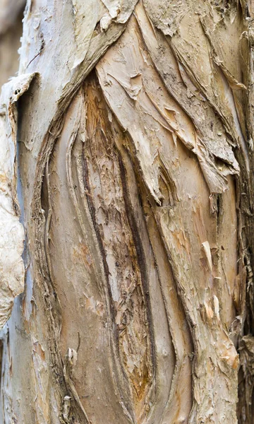 Tronco da árvore da casca de papel — Fotografia de Stock