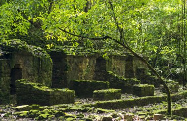 Palenque, Meksika - 29 Kasım: Maya harabelerini yemyeşil orman tarafından 29 Kasım 2016 üzerinde Palenque içinde alınan. Palenque 1987 yılında Unesco tarafından dünya mirası ilan edildi.