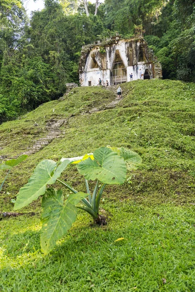 Palenque México Noviembre Personas Desconocidas Exploran Las Ruinas Del Templo — Foto de Stock