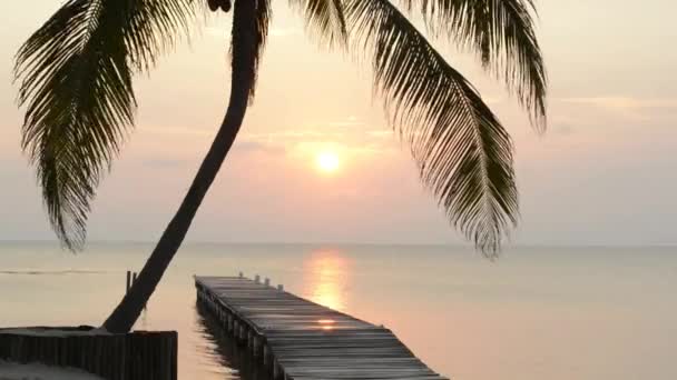 Tropiska Sunrise Palm Tree — Stockvideo