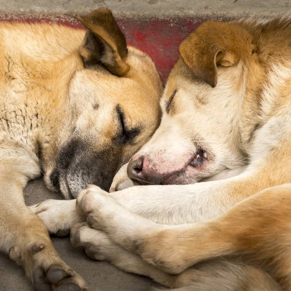 Cães Melhor Amigo — Fotografia de Stock