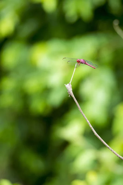 Libelle auf Ast — Stockfoto