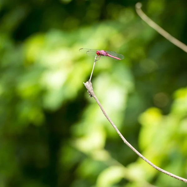 蜻蜓的树枝上 — 图库照片