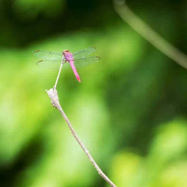 Dragonfly On Branch — Stock Photo, Image