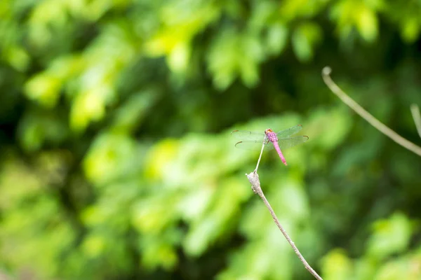 Libelle auf Ast — Stockfoto