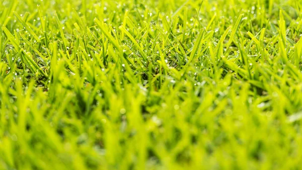 Grass Dew Drops — Stock Photo, Image