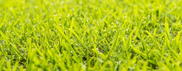 Gras Dew Drops — Stockfoto