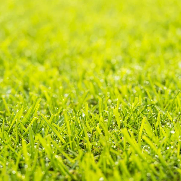 Grass Dew Drops — Stock Photo, Image