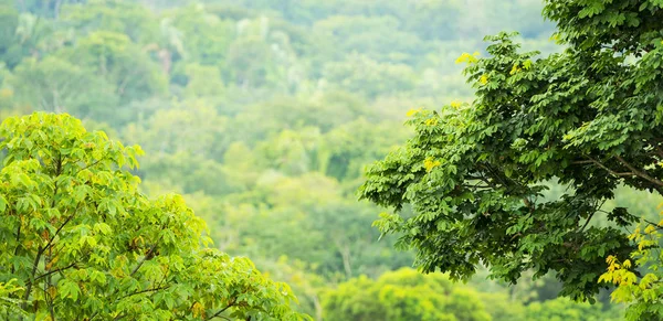 Blick auf den grünen Dschungel Mexiko — Stockfoto